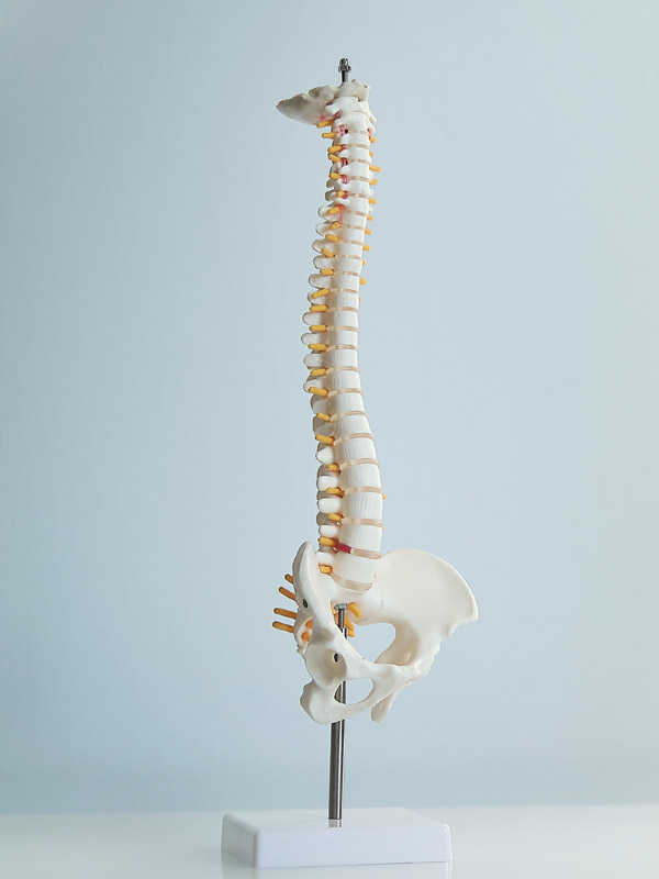 Spinal Adjustment in Redlands CA – Ray Chiropractic Spinal Adjustment in Redlands CA - Ray Chiropractic